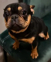 🔥 Midnight Pharaoh 🔥   Compact Black & Tan French Bulldog Boy, a male French Bulldog for sale in Las Vegas, NV – 2 of 5