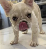 Opal, a female French Bulldog for sale in Las Vegas, NV – 5 of 7