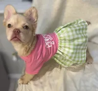 Diamond , a female French Bulldog for sale in Las Vegas, NV – 2 of 7