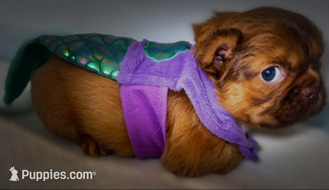 Ember Fluffy New Shade French Bulldog Girl, a female French Bulldog for sale in Las Vegas, NV – 10 of 10