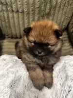 Teddy, a female Pomeranian for sale in Sacramento, CA – 2 of 6