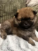 Teddy, a female Pomeranian for sale in Sacramento, CA – 4 of 6