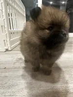 Puffy, a female Pomeranian for sale in Sacramento, CA – 8 of 8