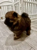 Puffy, a female Pomeranian for sale in Sacramento, CA – 7 of 8