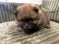 Teddy, a female Pomeranian for sale in Sacramento, CA – 6 of 6