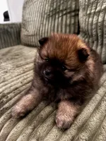 Teddy, a female Pomeranian for sale in Sacramento, CA – 3 of 6