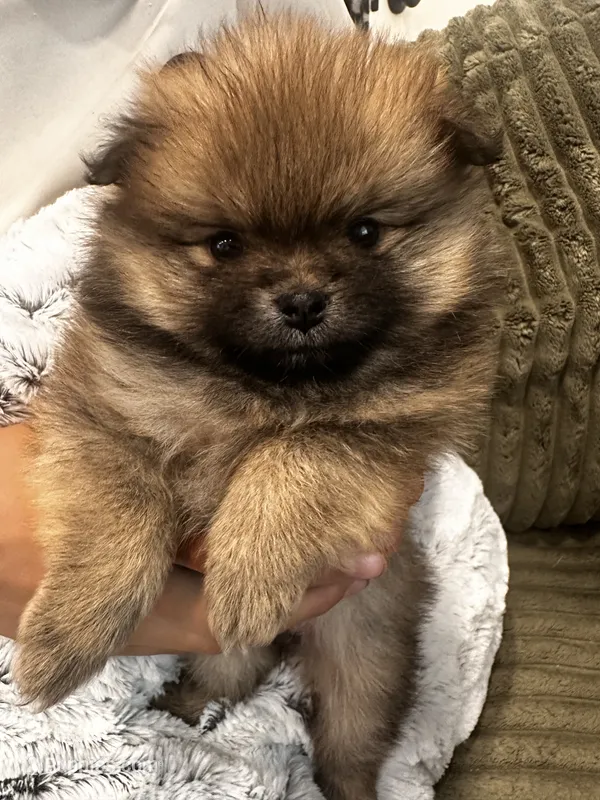 Teddy – Pomeranian puppy for sale in Sacramento, CA