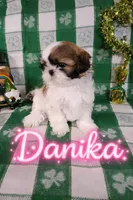 Danika, a female Shih Tzu for sale in Pleasant Hill, CA – Photo 7 of 10
