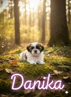 Danika, a female Shih Tzu for sale in Pleasant Hill, CA – Photo 2 of 10