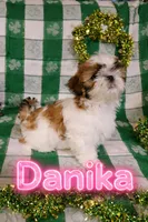 Danika, a female Shih Tzu for sale in Pleasant Hill, CA – Photo 6 of 10