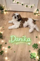 Danika, a female Shih Tzu for sale in Pleasant Hill, CA – Photo 8 of 10