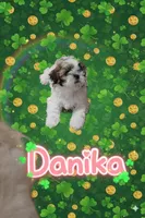 Danika, a female Shih Tzu for sale in Pleasant Hill, CA – Photo 5 of 10