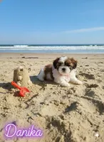Danika, a female Shih Tzu for sale in Pleasant Hill, CA – Photo 10 of 10