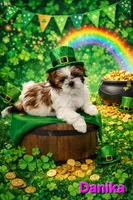 Danika, a female Shih Tzu for sale in Pleasant Hill, CA – Photo 9 of 10