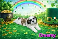 Dreamy, a female Shih Tzu for sale in Pleasant Hill, CA – Photo 7 of 10