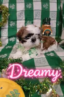 Dreamy, a female Shih Tzu for sale in Pleasant Hill, CA – Photo 8 of 10