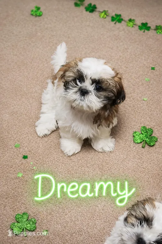 Dreamy – Shih Tzu puppy for sale in Pleasant Hill, CA