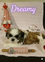 Dreamy, a female Shih Tzu for sale in Pleasant Hill, CA – Photo 2 of 10