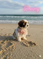 Dreamy, a female Shih Tzu for sale in Pleasant Hill, CA – Photo 4 of 10