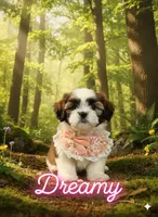 Dreamy, a female Shih Tzu for sale in Pleasant Hill, CA – Photo 3 of 10