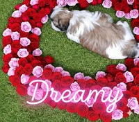 Dreamy, a female Shih Tzu for sale in Pleasant Hill, CA – Photo 5 of 10