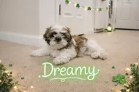 Dreamy, a female Shih Tzu for sale in Pleasant Hill, CA – Photo 6 of 10