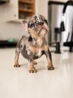 Emerald, a female French Bulldog for sale in Atlanta, GA – 5 of 6