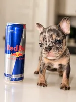 Emerald, a female French Bulldog for sale in Atlanta, GA – 3 of 6
