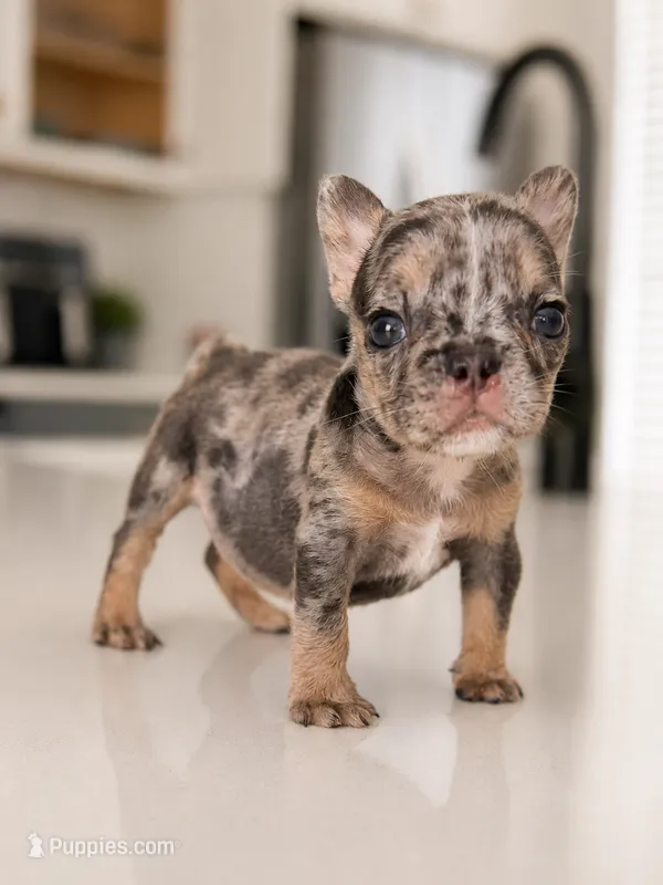 Emerald – French Bulldog puppy for sale in Atlanta, GA