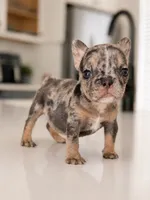 Emerald, a female French Bulldog for sale in Atlanta, GA – 1 of 6