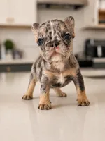 Emerald, a female French Bulldog for sale in Atlanta, GA – 4 of 6