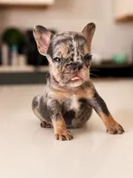 Emerald, a female French Bulldog for sale in Atlanta, GA – 6 of 6