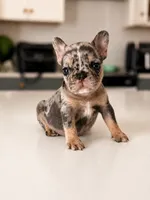 Emerald, a female French Bulldog for sale in Atlanta, GA – 2 of 6
