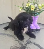 Bentley, a male Maltipoo for sale in Houston, TX – 6 of 9