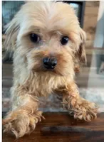 Ozzy , a male Morkie for sale in Houston, TX – 2 of 6