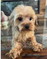 Ozzy , a male Morkie for sale in Houston, TX – 6 of 6