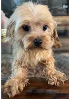Ozzy , a male Morkie for sale in Houston, TX – 3 of 6