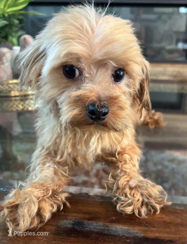 Ozzy  – Morkie puppy for sale in Houston, TX