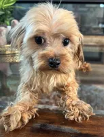 Ozzy , a male Morkie for sale in Houston, TX – 1 of 6