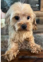 Ozzy , a male Morkie for sale in Houston, TX – 5 of 6