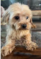Ozzy , a male Morkie for sale in Houston, TX – 4 of 6