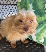 Guero , a male Morkie for sale in Houston, TX – 5 of 7