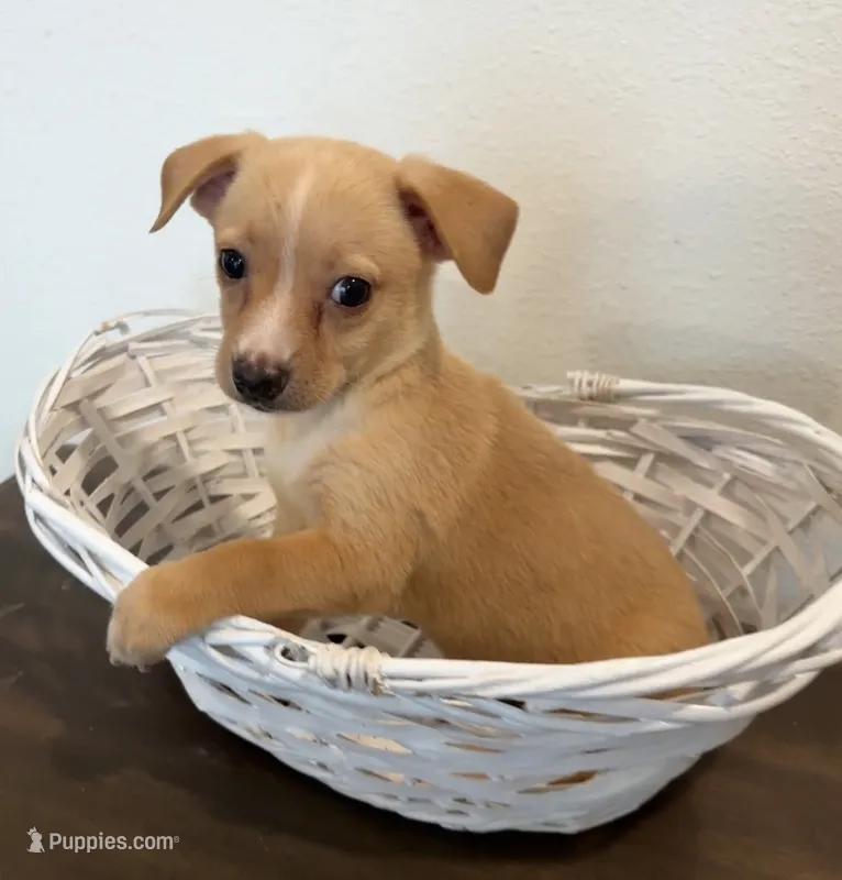 Alfie – Chihuahua puppy for sale in Houston, TX
