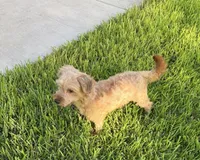 Beau , a male Morkie for sale in Houston, TX – 4 of 6