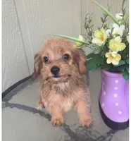 Mica, a female Morkie for sale in Houston, TX – 3 of 9