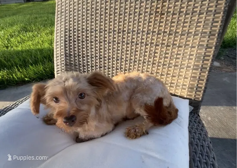 Cowby  – Morkie puppy for sale in Houston, TX