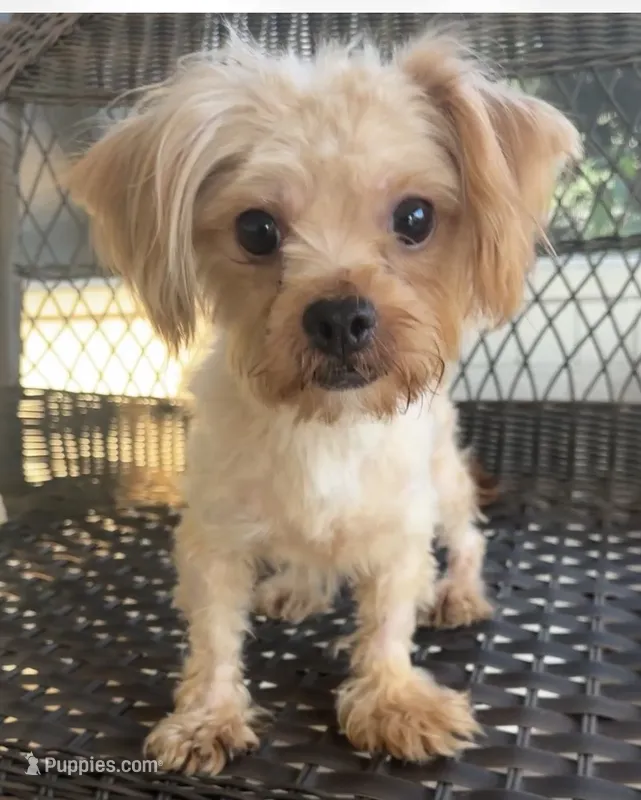 Finn – Maltipoo puppy for sale in Houston, TX