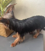 Tessa, a female Yorkshire Terrier for sale in Houston, TX – Photo 10 of 10