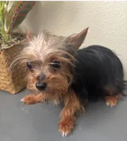 Tessa, a female Yorkshire Terrier for sale in Houston, TX – Photo 5 of 10