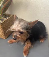 Tessa, a female Yorkshire Terrier for sale in Houston, TX – Photo 6 of 10